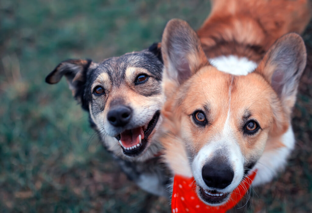 two cute happy the dogs sit side by side on the spring green grass and look loyally up at their owner