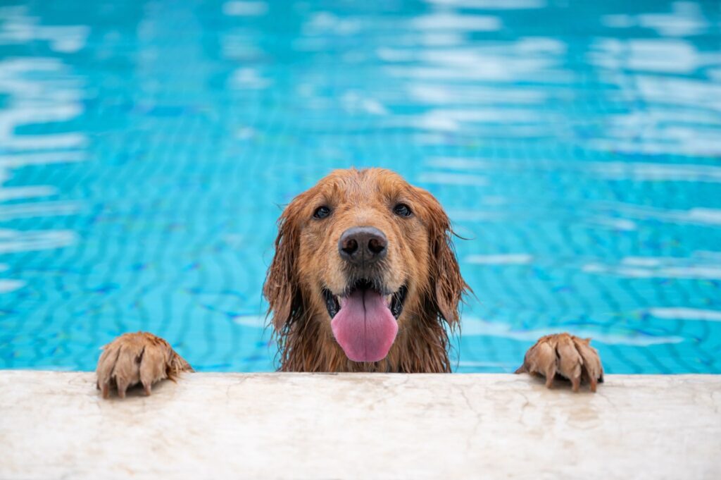 golden retriever pet