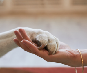Forever Friends Pet Franchise Dog Paw